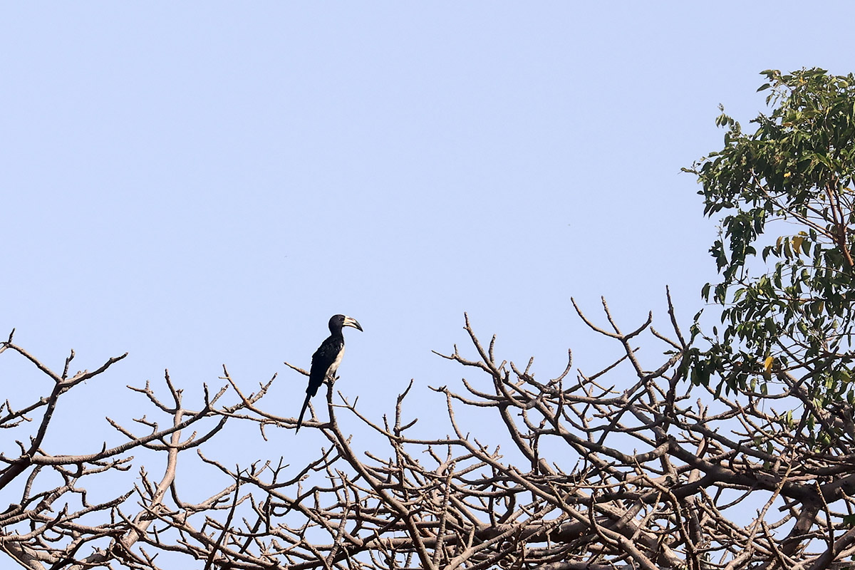 African Pied Hornbill